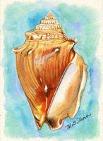 Fighting Conch